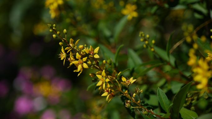 Get It Growing: “Rain-of-gold” full of blooms, even in drought